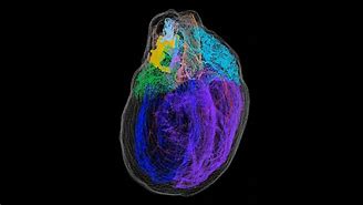 Image result for Heart and Brain