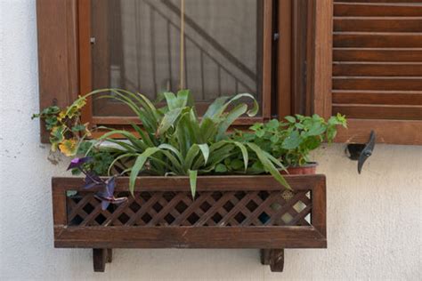 Monsoon Marvels: Elevate Your Green Space with Vertical Gardening – Ugaoo
