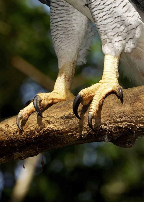 36 Harpy Eagle Facts: World's Most Powerful Eagle (Harpia harpyja) | Storyteller Travel