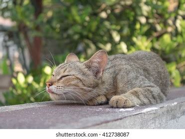 Image result for No Code Development