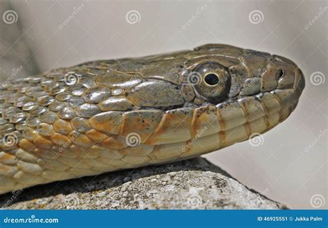 Lake Erie Water Snake stock image. Image of point, canada - 46925551