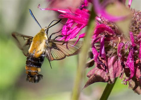 "What is That?" at the McLane Center - NH Audubon