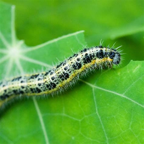 What Do Caterpillars Eat Feed