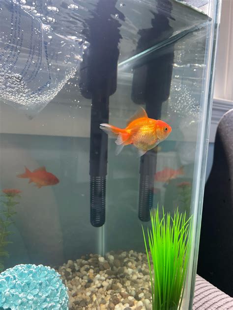 Goldfish Eggs Fish Eggs Or Fish In A Bubble Soap Toy In Soap, Party