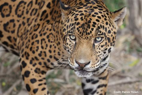 Jaguar - Texas Native Cats