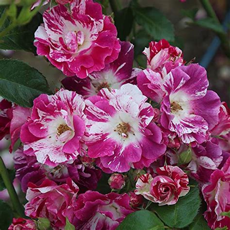 Purple Splash Climbing Rose by Heirloom Roses - India | Ubuy
