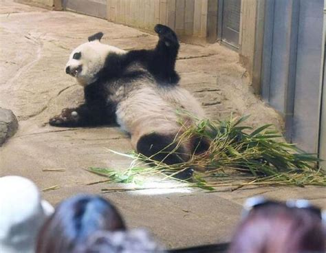 东京上野动物园中国大熊猫真真疑似出现怀孕征兆 _国际新闻_环球网