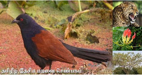 Senbagam – The national bird of Tamil Eelam - Tamil Heritage