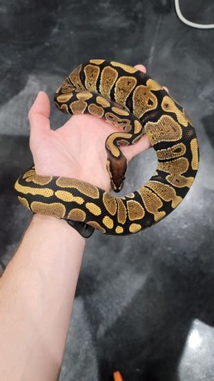 Image result for Marvel Ball Python