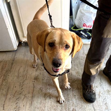 Gala - Spanish Stray Dogs