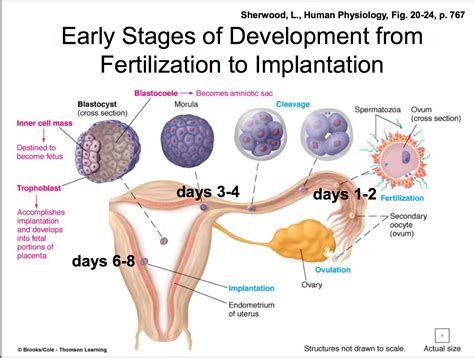 When Does Implantation Occur in Pregnancy