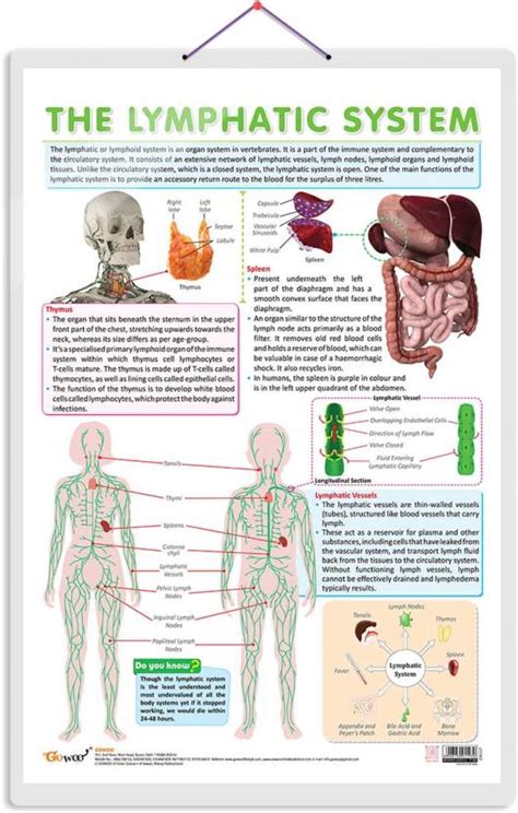 THE LYMPHATIC SYSTEM CHART | Understanding Lymphatic Pathways ...