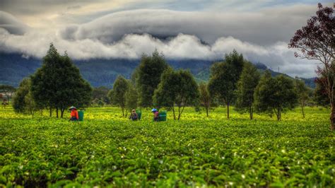 West Java 的图像结果