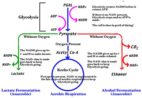 Lactic Acidosis Quizlet at Pamela Steigerwald blog