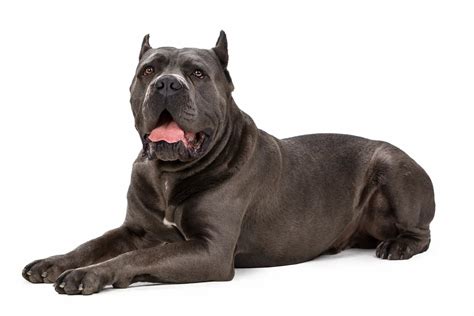 Blue Fawn Cane Corso