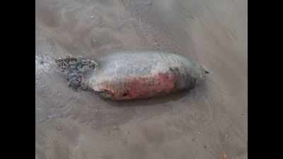 Carcass of marine creature washed ashore at Aksa beach | Mumbai News ...