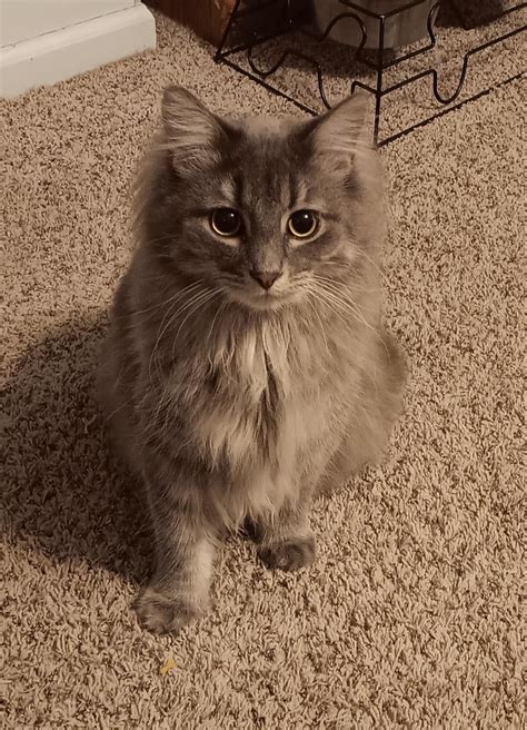Tell me your cat's name and then all the nicknames they've earned. I'll start: : r/cats