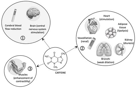 Caffeine Effects