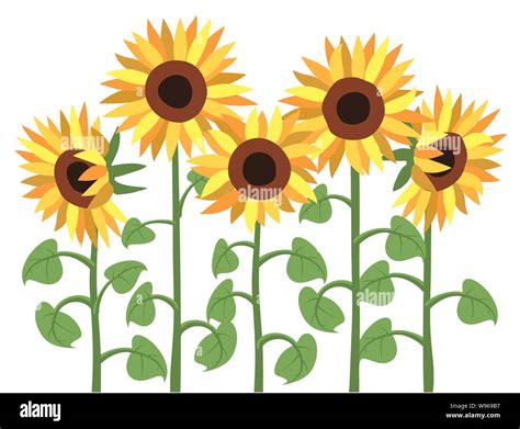 What Are Sunflowers A Symbol Of at Beau Feuerstein blog