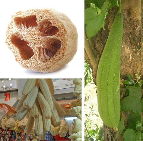 Growing Loofah: Complete Guide, Varieties, and Uses