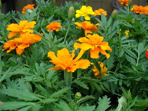 What Are Marigold Flowers Called In Spanish at Johnny Sanderson blog