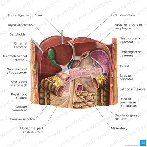 Right upper quadrant: Anatomy, organs and causes of pain | Kenhub