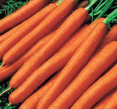 Online zaden bestellen. Amsterdam 2 - Reguliere zaden - Wortelen.