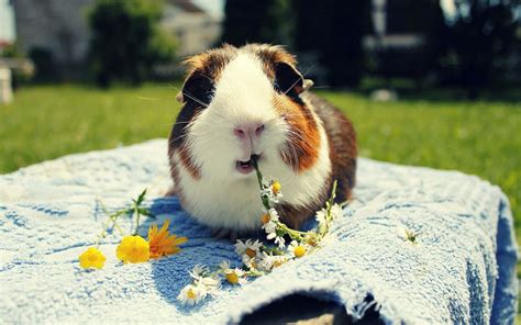 [100+] Cute Guinea Pig Pictures | Wallpapers.com