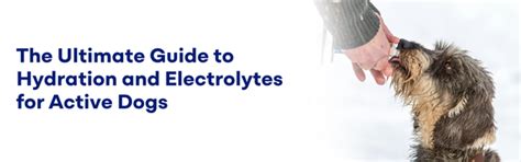 The Ultimate Guide to Hydration and Electrolytes for Active Dogs – K9 ...