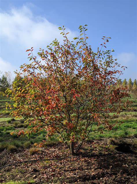 Autumn Brilliance® Serviceberry | Amelanchier x grandiflora 'Autumn ...
