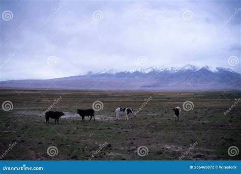 Cattle Grazing in the Field Against the Snow-capped Mountai Stock Photo ...