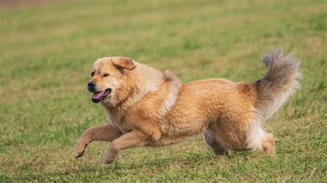 Running Dog 的图像结果