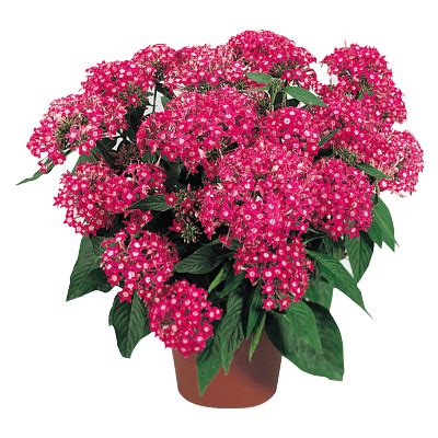 Buy Pentas lanceolata New Look® Pelleted Seed (Benary) Online | Farmers ...