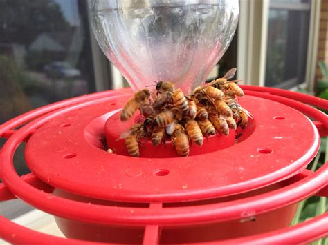 Hummingbird Feeders With Bees at Will Hannah blog