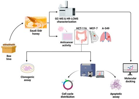 In Vitro Antiproliferative Apoptosis Induction and Cell Cycle Arrest ...