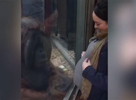 Orangutan jednim gestom rasplakao trudnicu /VIDEO - B92