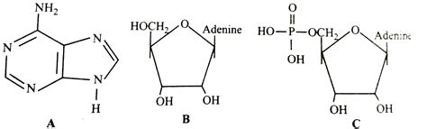 The three structural formulae A, B and C are given here. Identify them ...