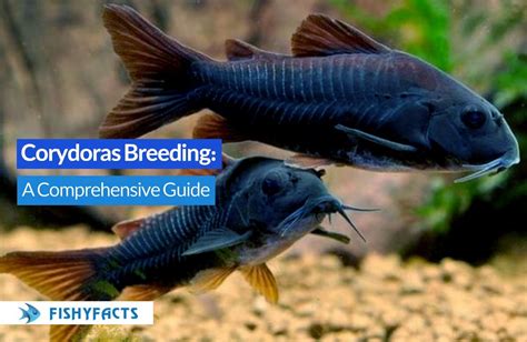 Java Moss for Corydoras Breeding 的图像结果