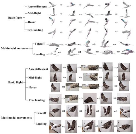 Structure Design and Kinematic Modeling of a Robotic Bird Attitude ...