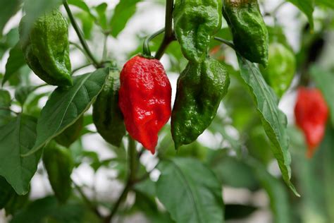 Ghost Pepper Scoville Units: How To Calculate The Heat Level Of A Ghost ...