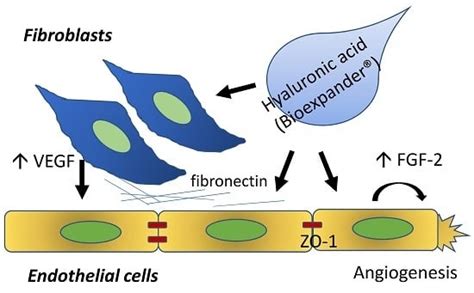 Comparison of the Effect of Two Hyaluronic Acid Preparations on ...