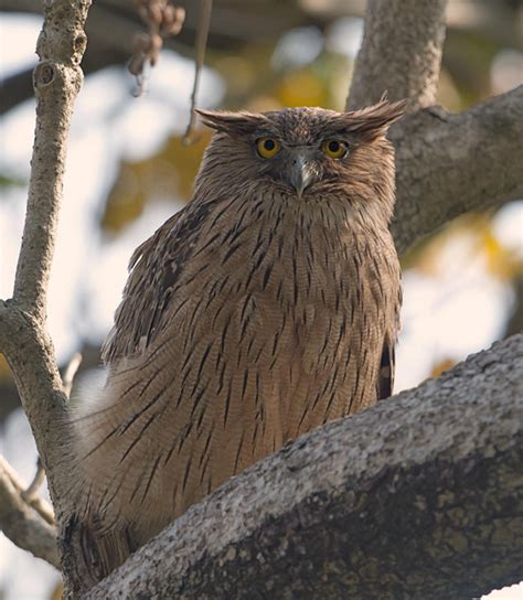Brown fish owl (Ketupa zeylonensis)