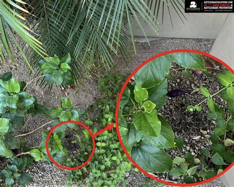 You have the eyes of a hawk if you can spot the deadly animal hidden in ...