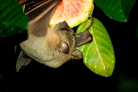Fruit Bat Diet Bat Fact Sheet | Blog | Nature | PBS