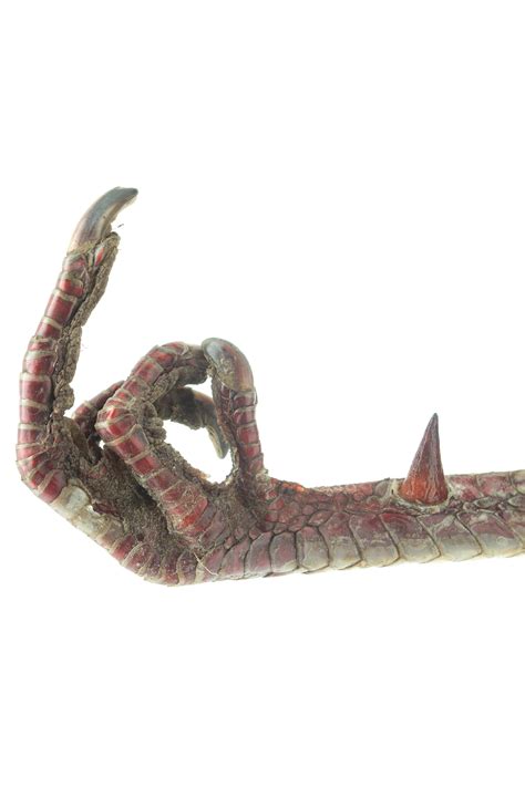 Turkey Foot Giving the Finger at 1stDibs | turkey finger, turkey giving ...