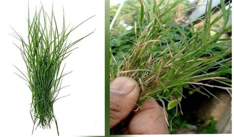 Durva grass is full of many properties, can cure these 5 diseases, know ...