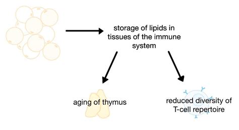 SARS-CoV-2 and Influenza Vaccines in People with Excessive Body Mass—A ...