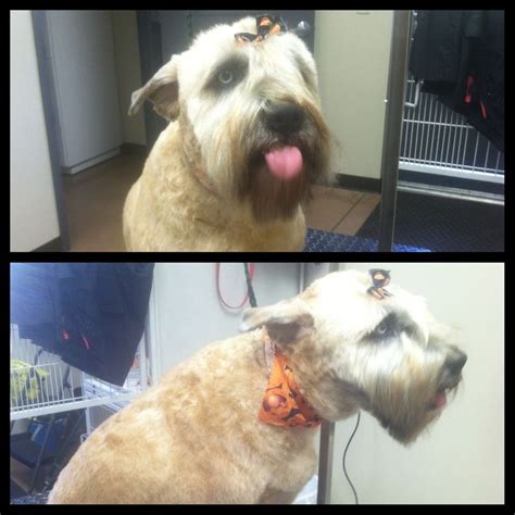 haircut wheaton