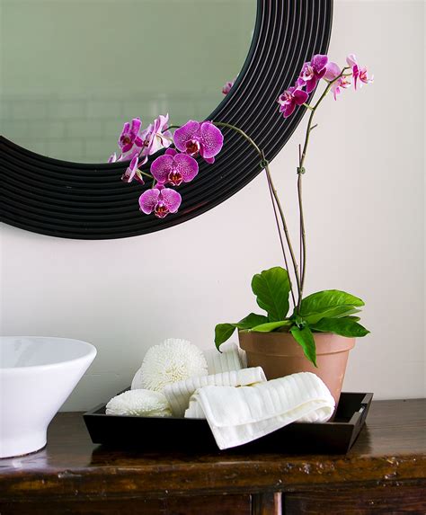 Low Light Indoor Plants For Bathroom | Shelly Lighting