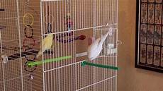 gabbia cocorite cocorite budgies prima uscita dalla gabbia gabbia cocorite cocorite budgies prima uscita dalla gabbia